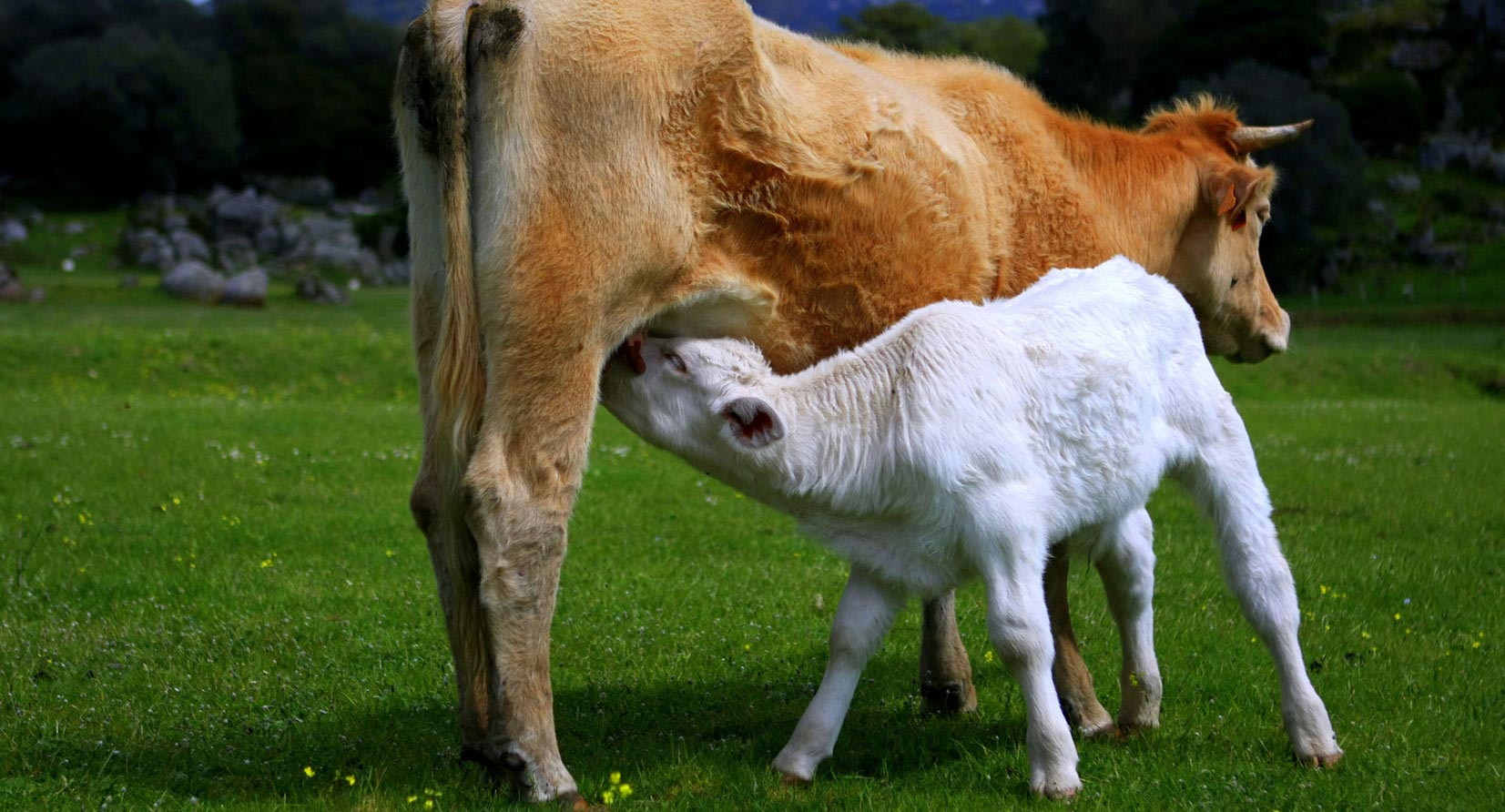 veau - Au boeuf charolais - Boucherie Poncet Annecy 74